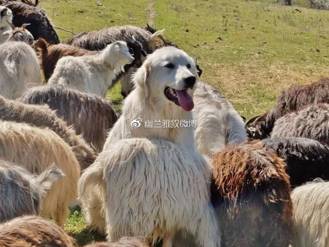 暖过拥抱，柔过亲吻，只有羊绒衫能给女人温柔的怀抱