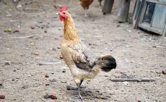 鸡蛋检出违禁药物,鸡蛋抗生素抽检