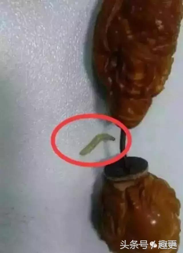 文玩里的虫,文玩里的虫子是什么虫子