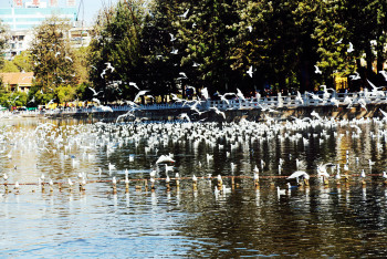 云南丽江香格里拉大理六日游,云南丽江大理香格里拉六日游