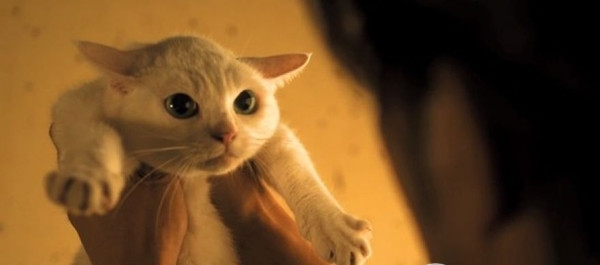 十部顶级喵星人动画片,猫咪动画片视频大全