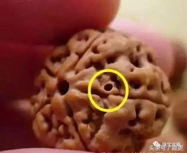 文玩里的虫,文玩里的虫子是什么虫子