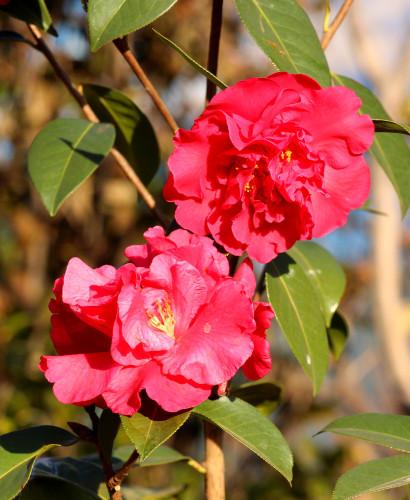 云南丽江香格里拉大理六日游,云南丽江大理香格里拉六日游