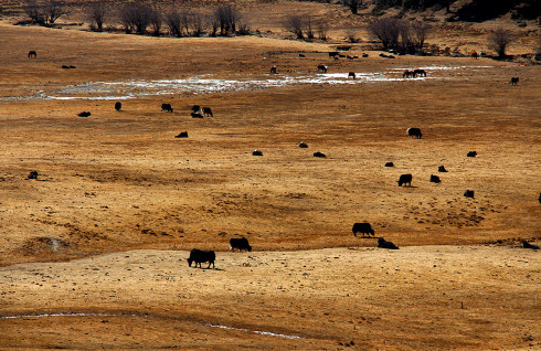 云南丽江香格里拉大理六日游,云南丽江大理香格里拉六日游