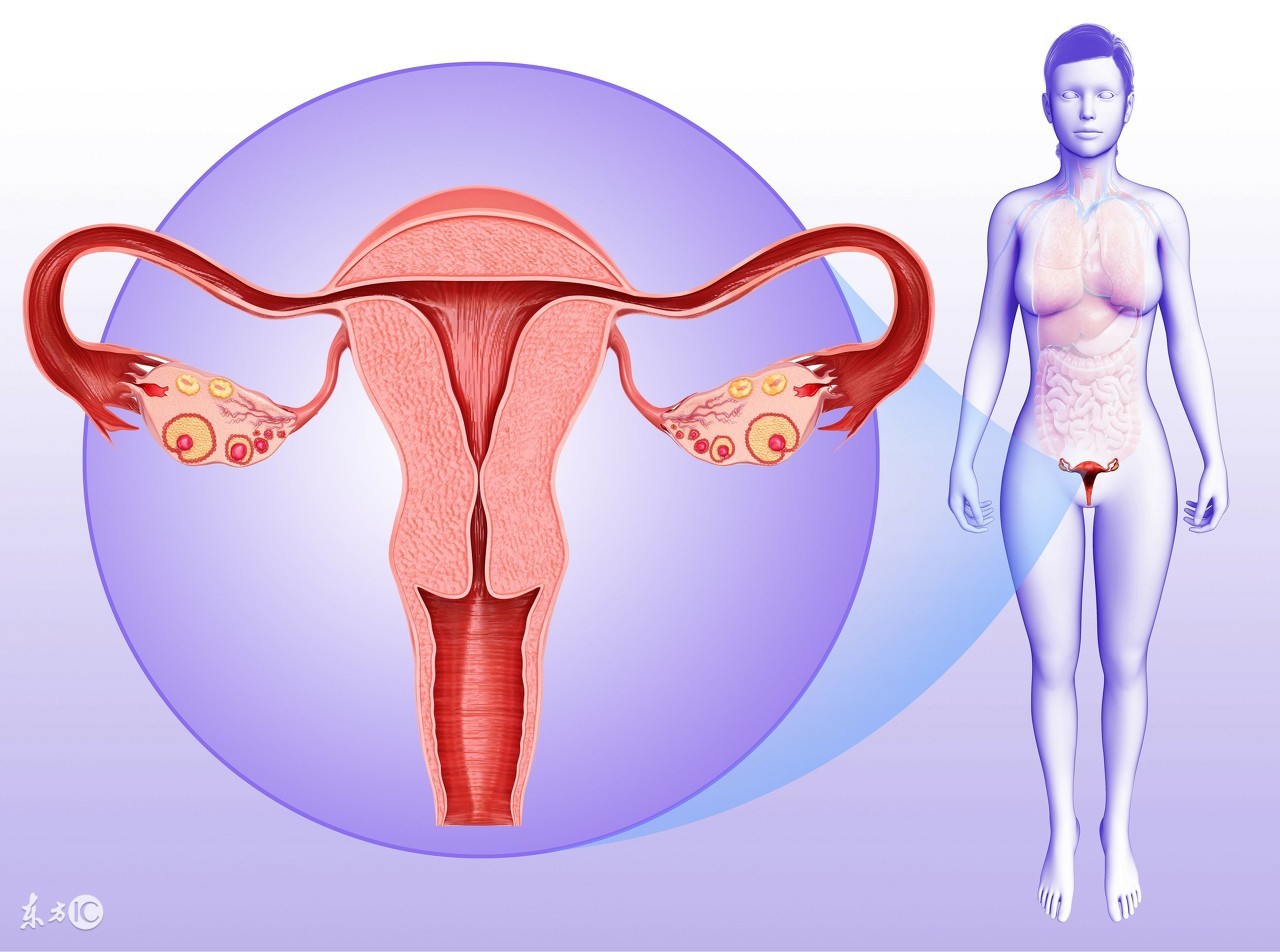 试管婴儿子宫内膜厚度在多少最利于胚胎着床？