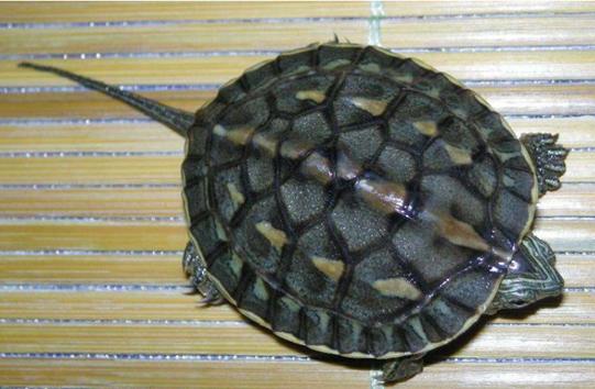 乌龟如何防止冬眠,如何让乌龟安全度过冬眠