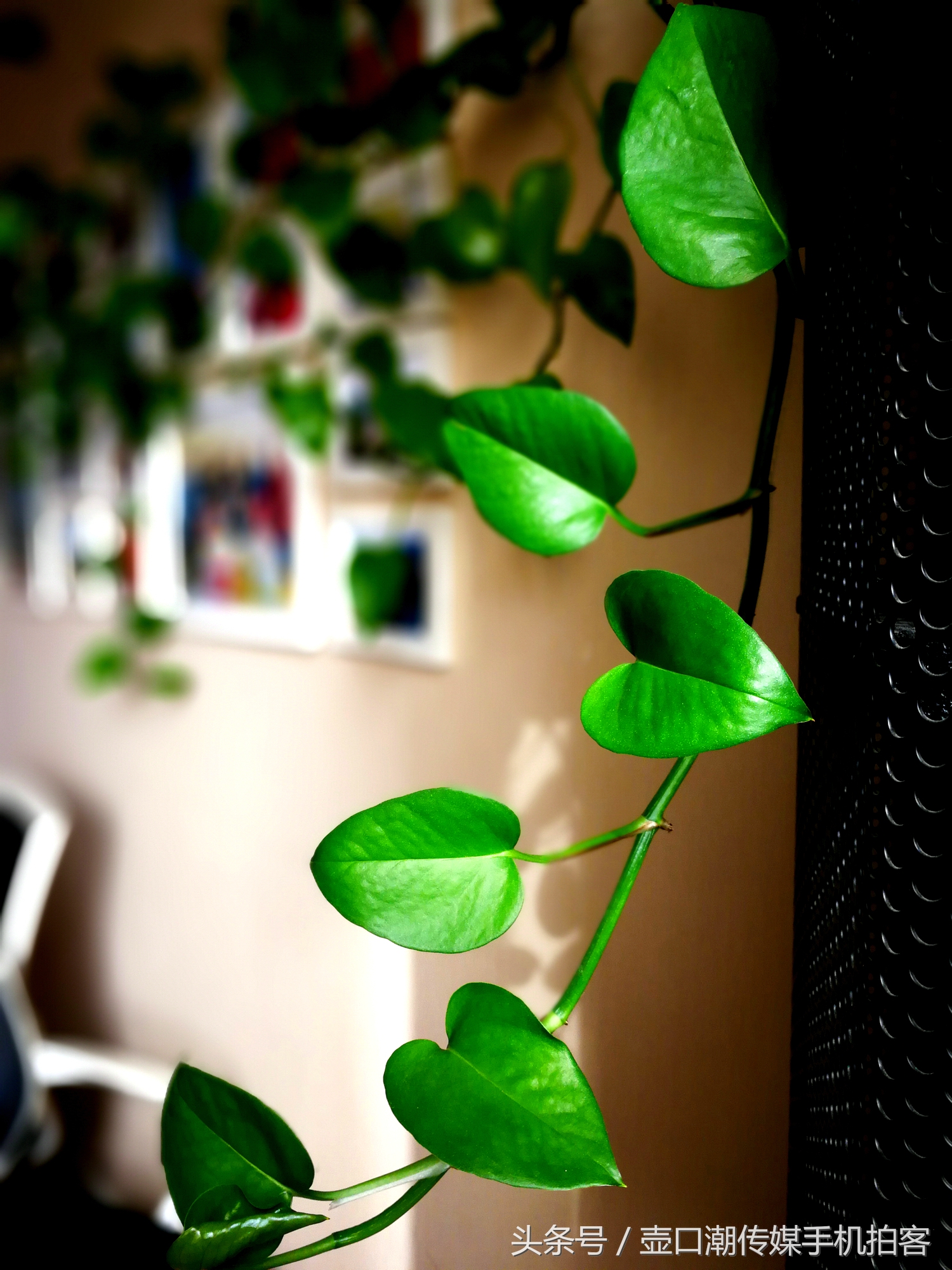 临汾：手机拍拍工作室的花~再好的装修也比不了和大自然和谐相处