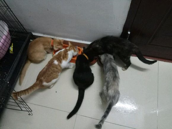 仓鼠在笼子里离奇失踪怎么办,仓鼠被咬死罪魁祸首