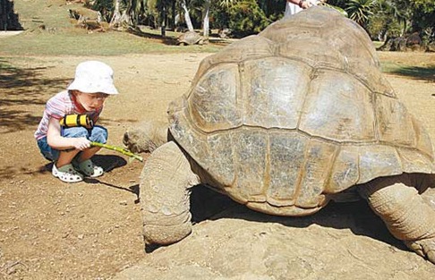 龟开始吃食但又吐出来什么原因,龟为什么会呕吐呢