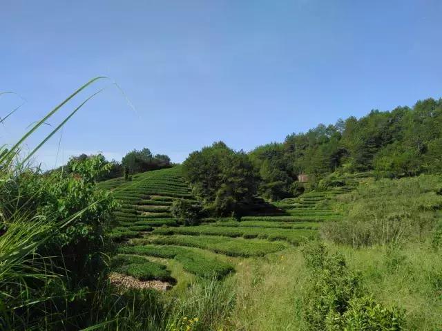 七星伴月茶,七星伴月茶叶礼盒