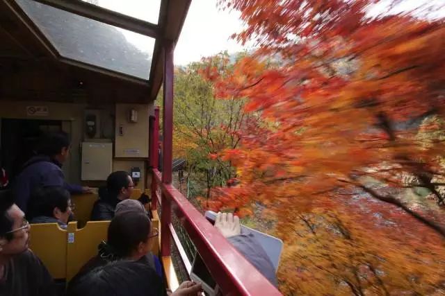 京都岚山小火车旅游攻略,京都岚山枫叶攻略