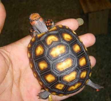 龟开始吃食但又吐出来什么原因,龟为什么会呕吐呢