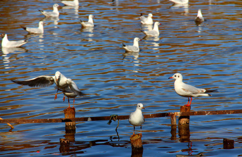 云南丽江香格里拉大理六日游,云南丽江大理香格里拉六日游