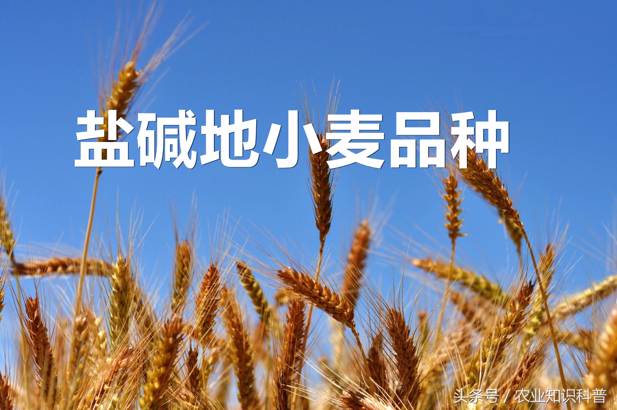 盐碱地不能种什么,盐碱田怎么种小麦好