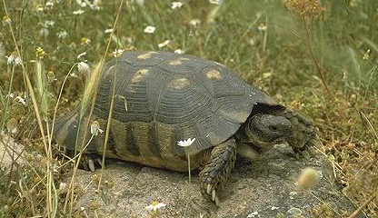龟开始吃食但又吐出来什么原因,龟为什么会呕吐呢