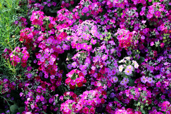 云南丽江香格里拉大理六日游,云南丽江大理香格里拉六日游