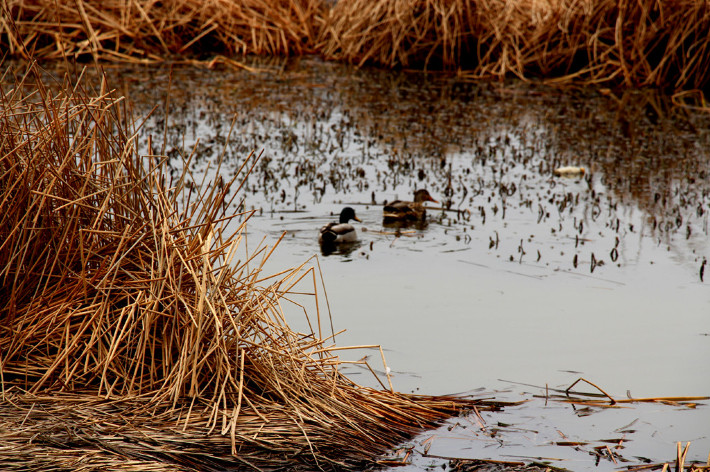 云南丽江香格里拉大理六日游,云南丽江大理香格里拉六日游