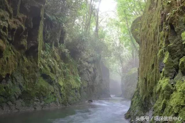 苔藓可以检测污染原因,苔藓植物是如何监测大气污染的