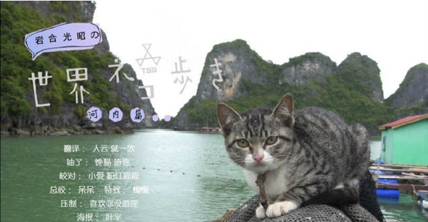 十部顶级喵星人动画片,猫咪动画片视频大全