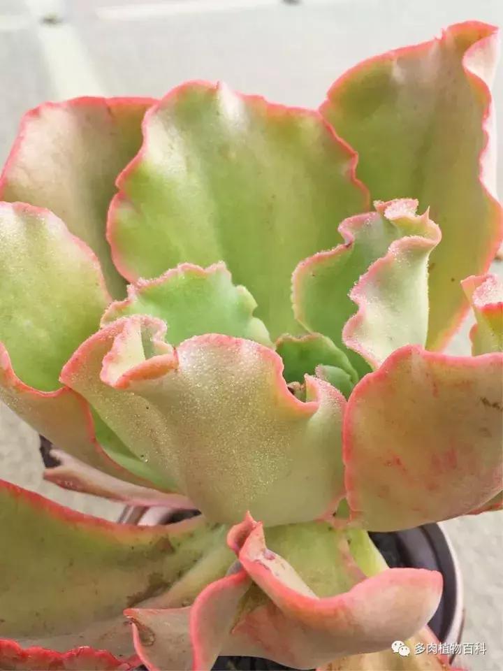 多肉吸收露水会长得更好吗,露养多肉有露水怎么办