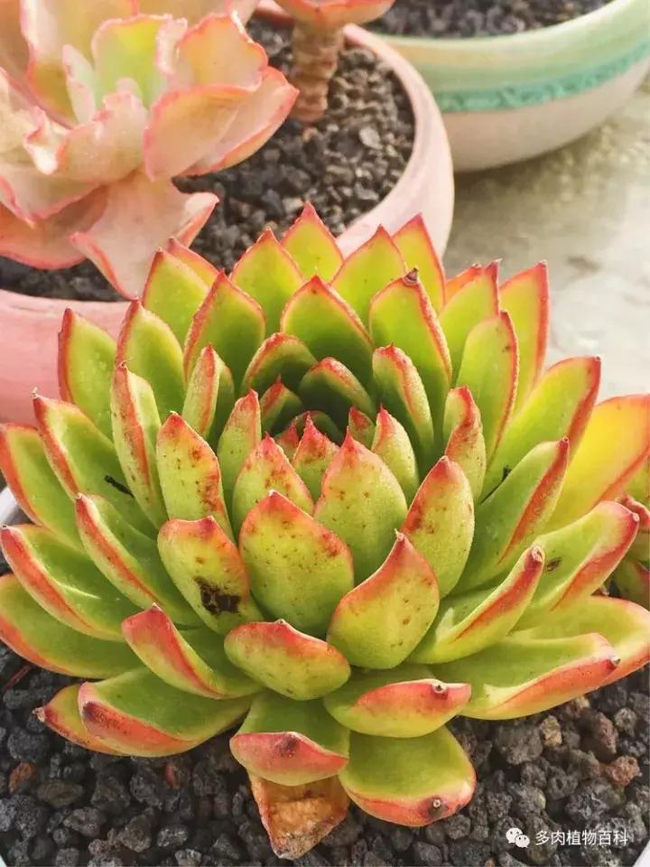 多肉吸收露水会长得更好吗,露养多肉有露水怎么办