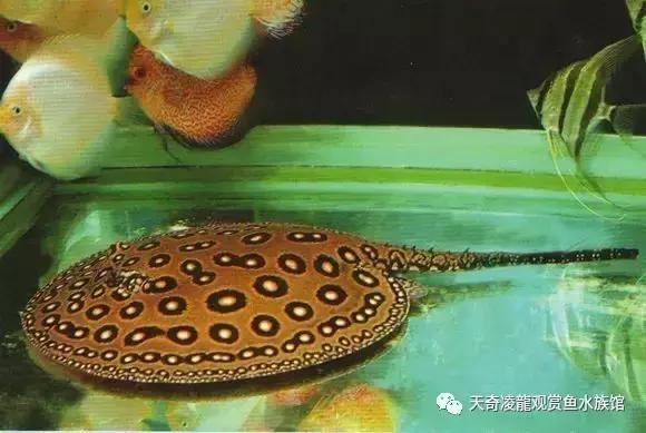 风水鱼缸要圆的还是方的,风水鱼缸怎样看水流方向