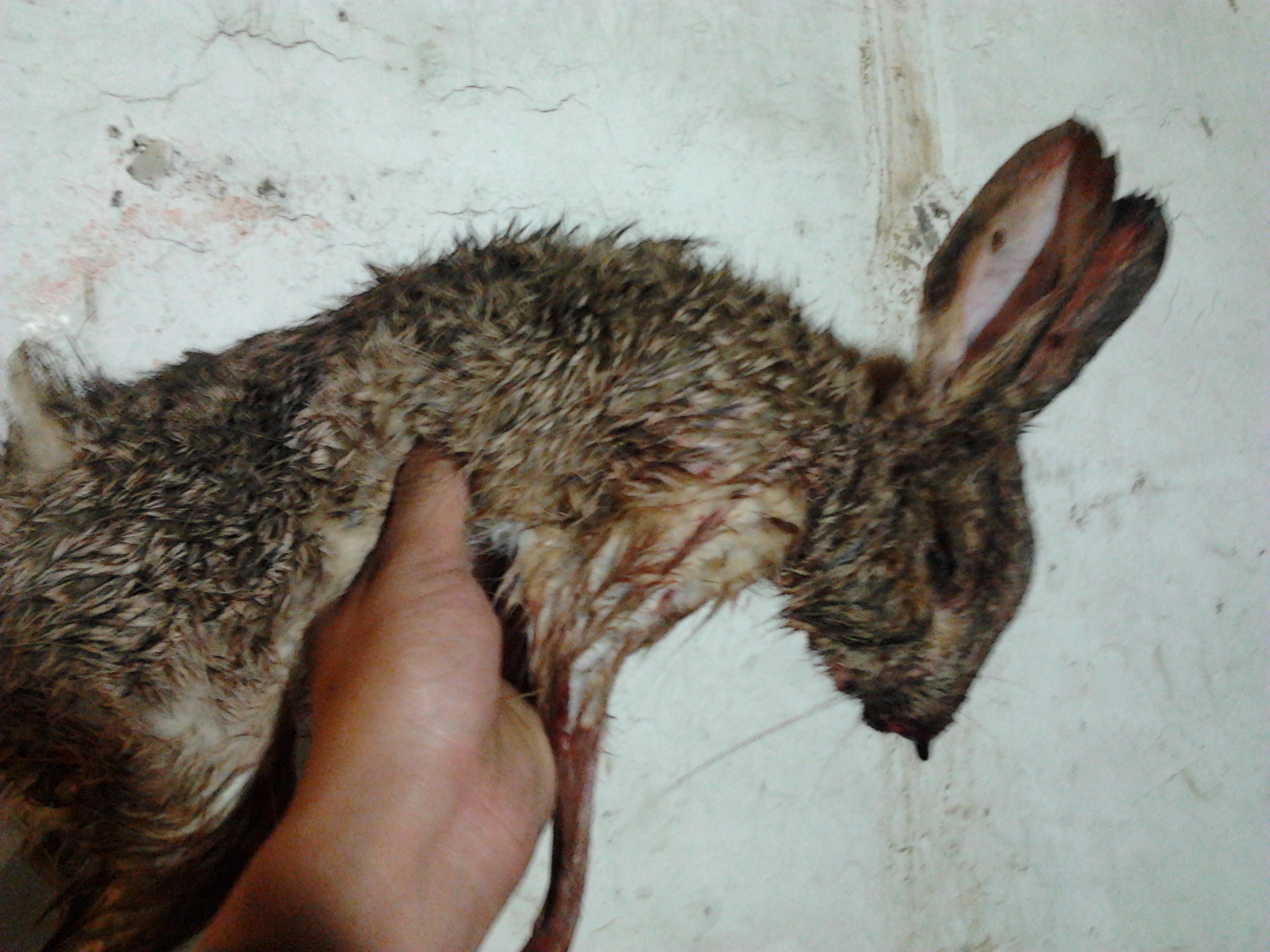 野兔的生活规律和习性,野兔晚上的活动规律