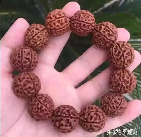 文玩里的虫,文玩里的虫子是什么虫子