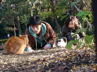 十部顶级喵星人动画片,猫咪动画片视频大全