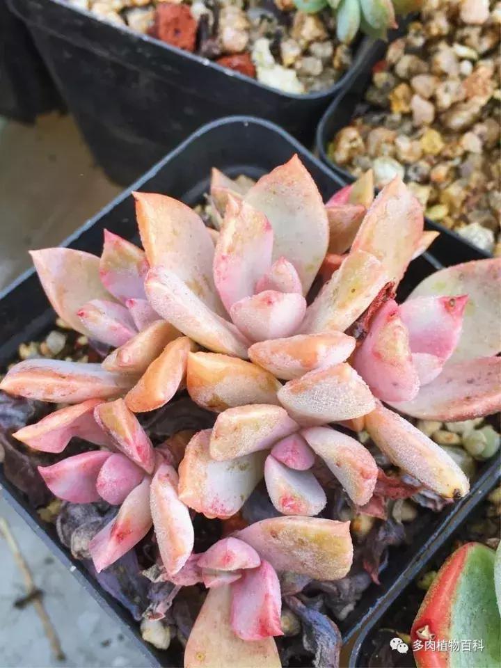 多肉吸收露水会长得更好吗,露养多肉有露水怎么办