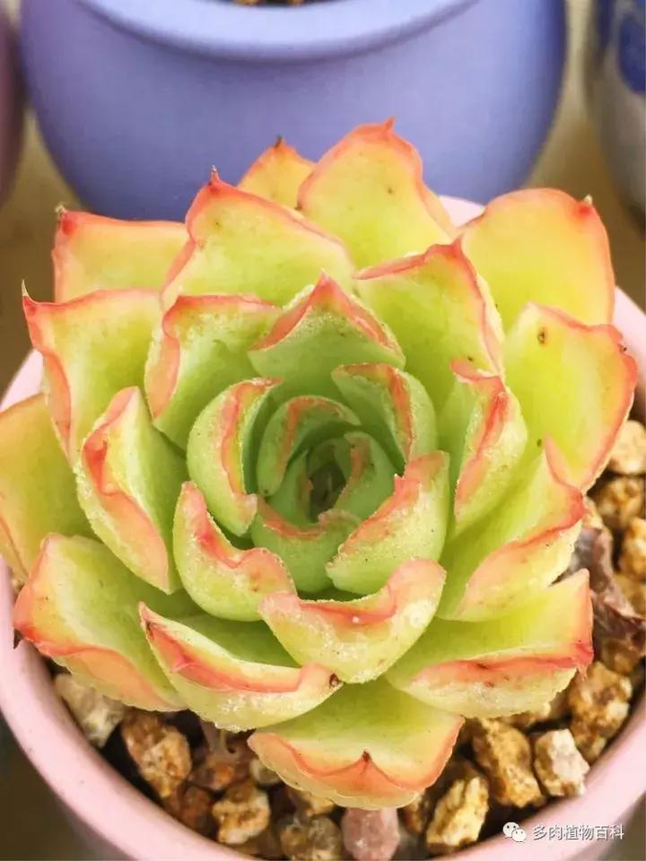 多肉吸收露水会长得更好吗,露养多肉有露水怎么办