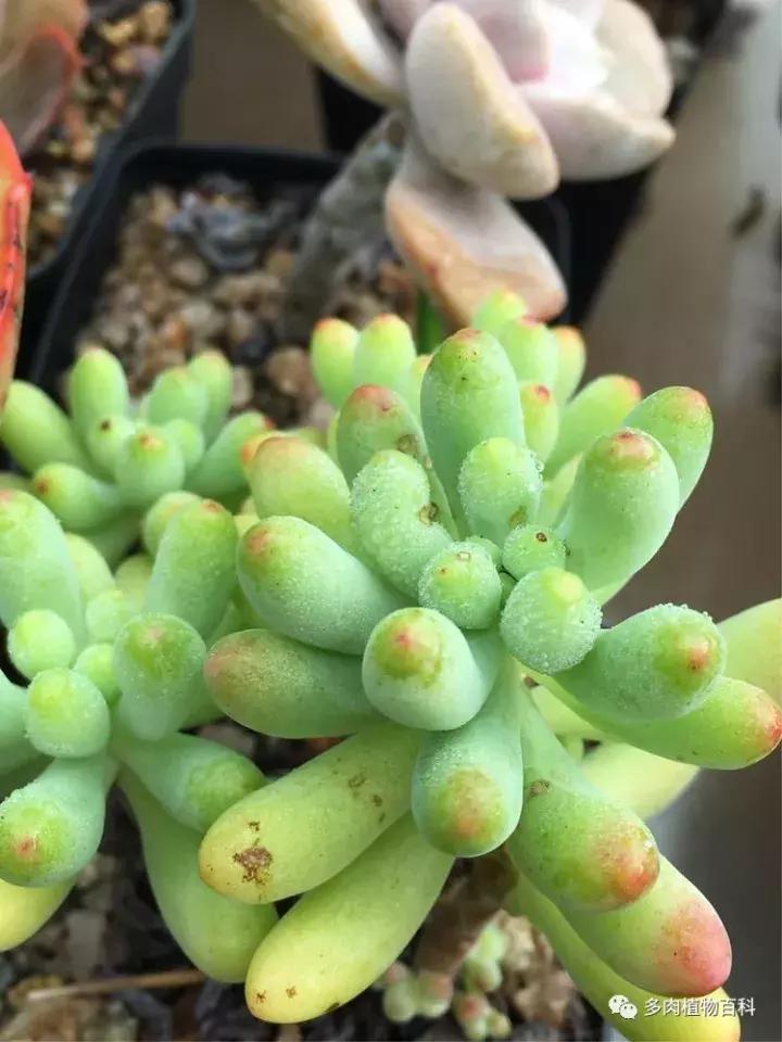 多肉吸收露水会长得更好吗,露养多肉有露水怎么办