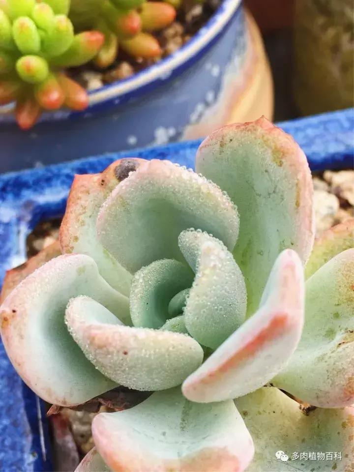多肉吸收露水会长得更好吗,露养多肉有露水怎么办