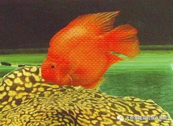 风水鱼缸要圆的还是方的,风水鱼缸怎样看水流方向