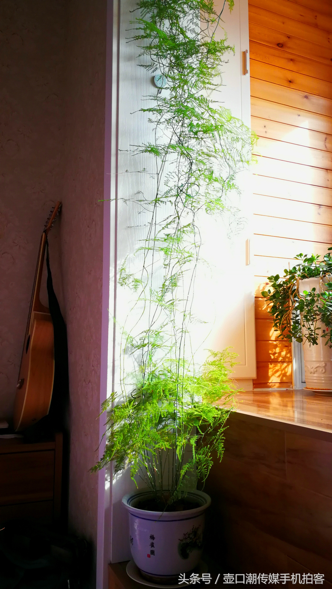 临汾：手机拍拍工作室的花~再好的装修也比不了和大自然和谐相处