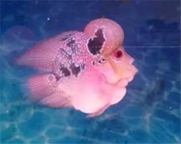 罗汉鱼知识,罗汉鱼的正确分析