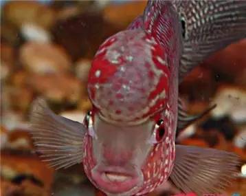 罗汉鱼知识,罗汉鱼的正确分析