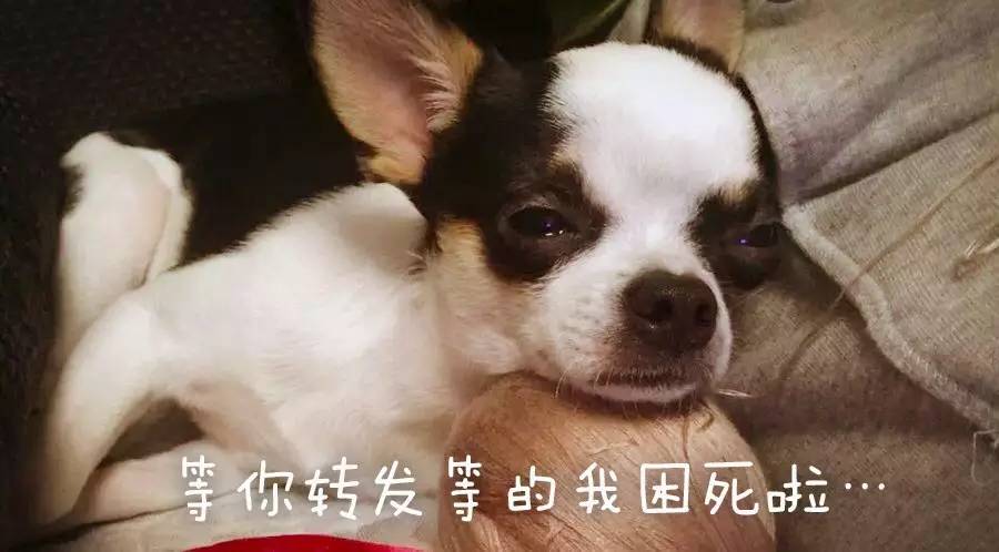 狗狗各类疫苗的区别,免疫接种疫苗种类