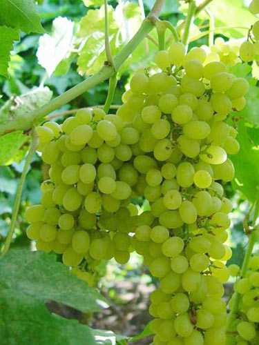 如何辨别洋水果真假,洋水果真假鉴定方法