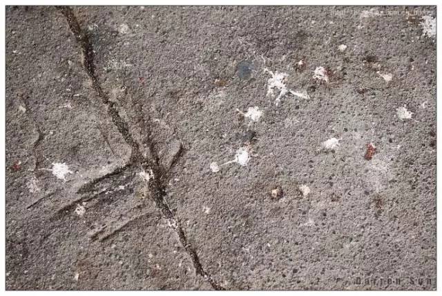 小鸟被恶鸟袭击,被鸟粪袭击怎么办