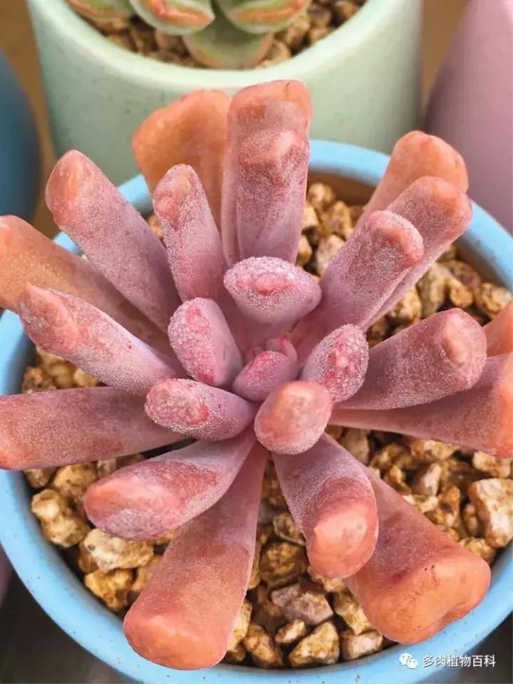 多肉吸收露水会长得更好吗,露养多肉有露水怎么办