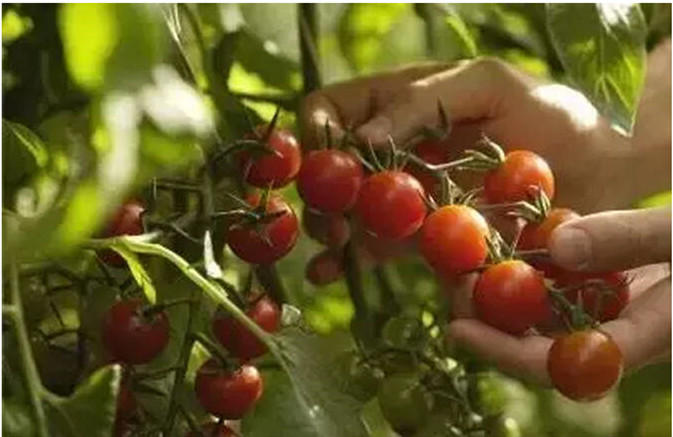 阳台种菜的步骤和方法,阳台种菜的方法全过程