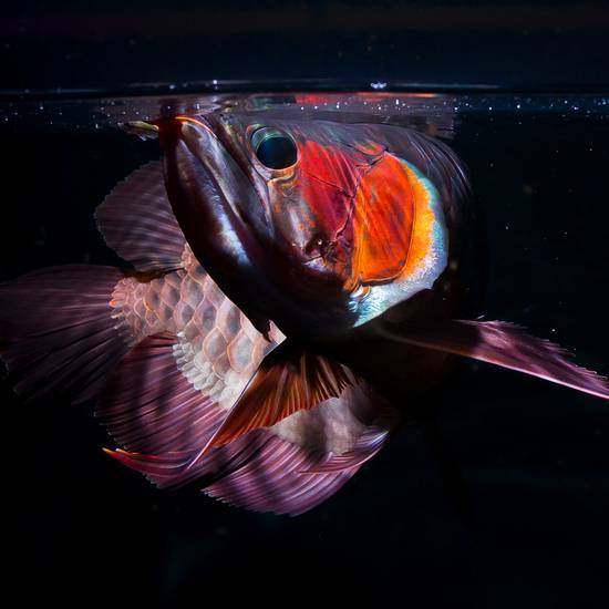 龙鱼挑食龙鱼拒食全攻略,龙鱼换季趴缸拒食怎么解决