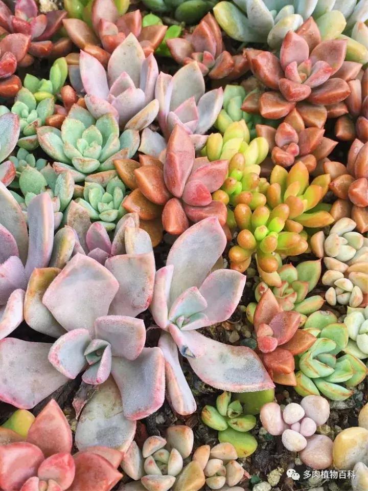 多肉吸收露水会长得更好吗,露养多肉有露水怎么办