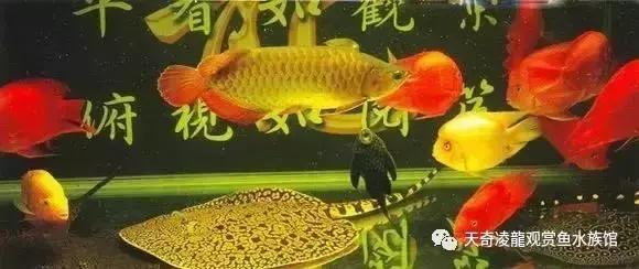 风水鱼缸要圆的还是方的,风水鱼缸怎样看水流方向