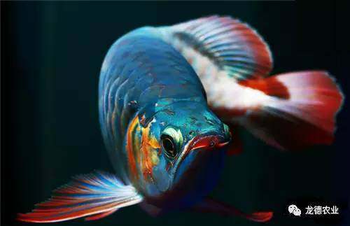 龙鱼挑食龙鱼拒食全攻略,龙鱼换季趴缸拒食怎么解决