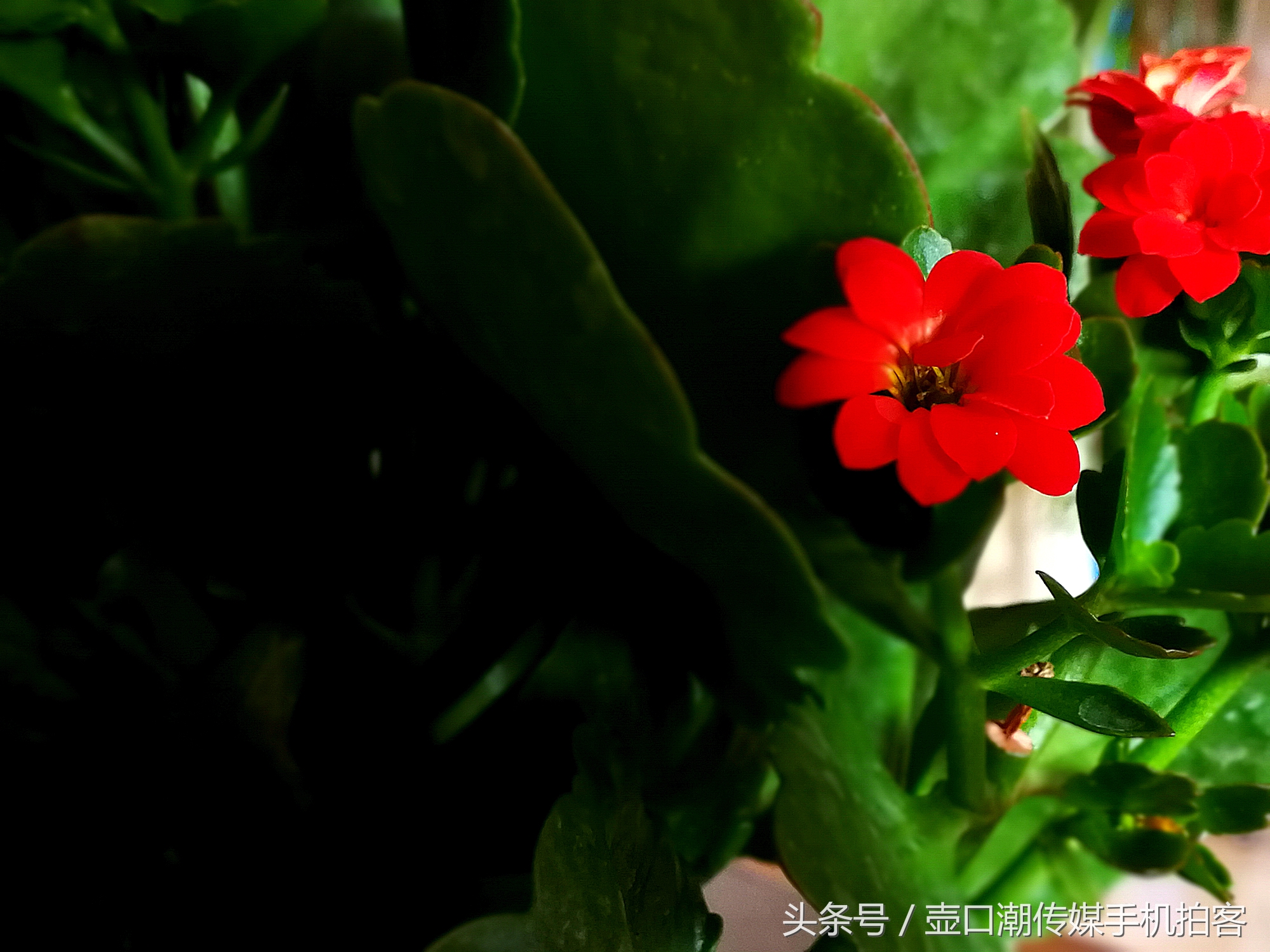 临汾：手机拍拍工作室的花~再好的装修也比不了和大自然和谐相处