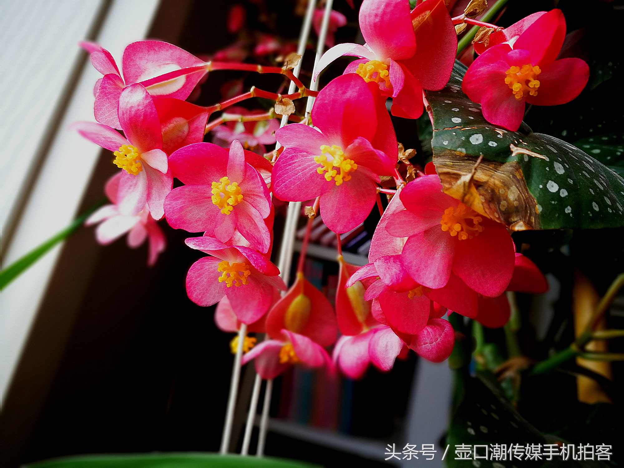 临汾：手机拍拍工作室的花~再好的装修也比不了和大自然和谐相处