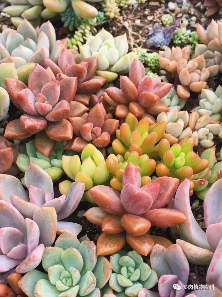 多肉吸收露水会长得更好吗,露养多肉有露水怎么办