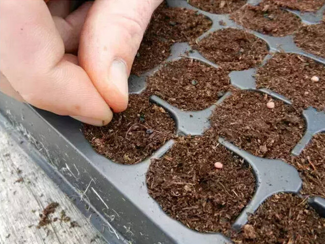 阳台种菜的步骤和方法,阳台种菜的方法全过程